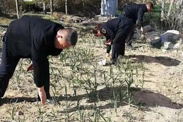 果蔬带土移栽为什么成活率高，保护了幼根和根毛