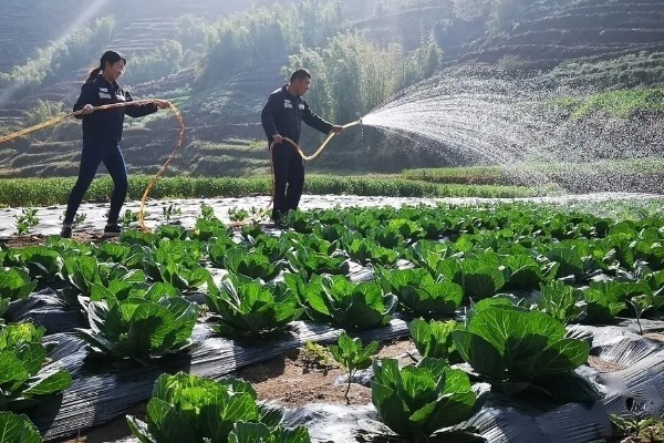 果蔬带土移栽为什么成活率高，保护了幼根和根毛