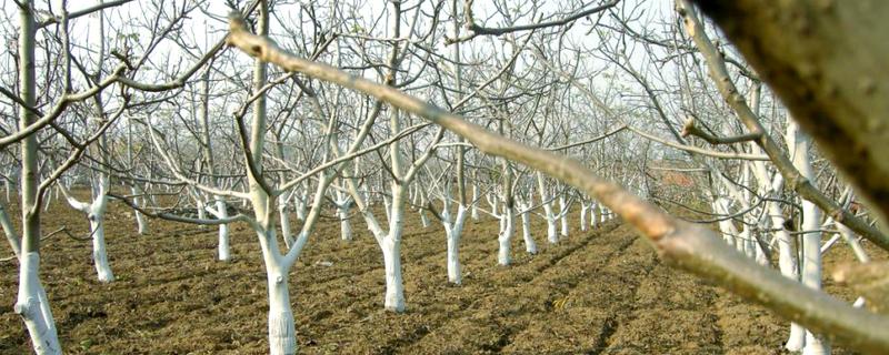 树干经常被刷成白色的原因，具有消毒杀菌、保暖等效果