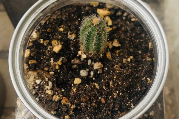 仙人虫的养殖方法，喜欢在高温环境中生长