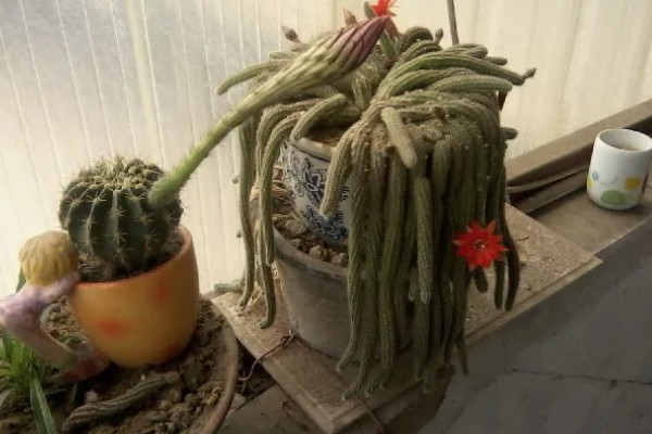 仙人虫的养殖方法，喜欢在高温环境中生长