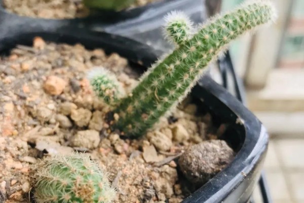 仙人虫的养殖方法，喜欢在高温环境中生长