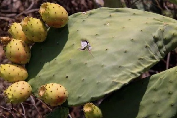 仙人虫的养殖方法，喜欢在高温环境中生长