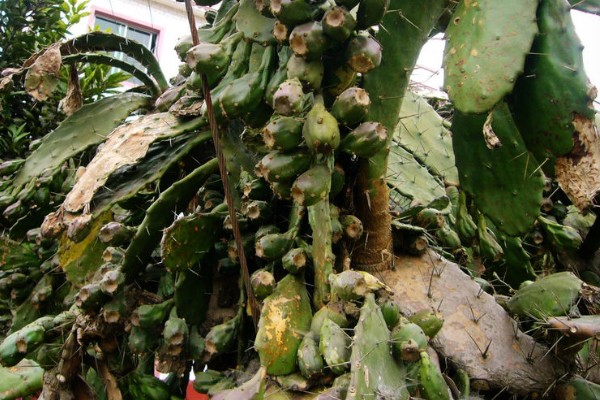 仙人虫的养殖方法，喜欢在高温环境中生长