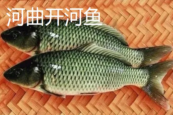 山西省河曲县的特产，河曲开河鱼久负盛名