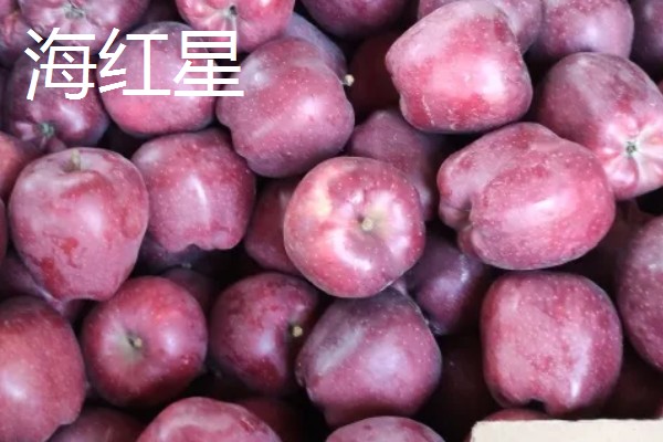 山西省河曲县的特产，河曲开河鱼久负盛名
