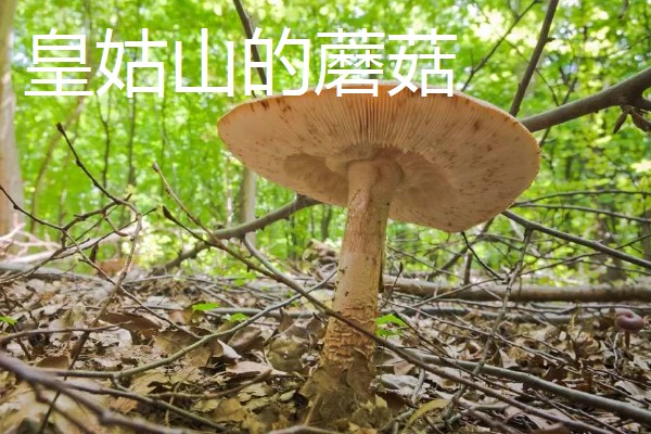 山西省河曲县的特产，河曲开河鱼久负盛名