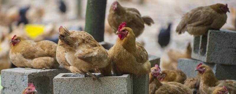 为什么养蛆喂鸡会失败，可能是没有掌握好技术