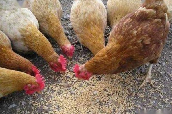 为什么养蛆喂鸡会失败，可能是没有掌握好技术