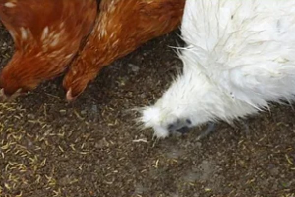 为什么养蛆喂鸡会失败，可能是没有掌握好技术