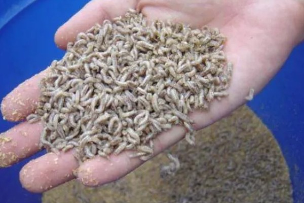 为什么养蛆喂鸡会失败，可能是没有掌握好技术