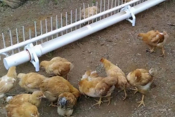 为什么养蛆喂鸡会失败，可能是没有掌握好技术