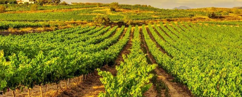 地中海型农业的区位优势，当地的地势低平且土壤肥沃