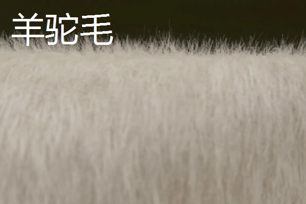 羊驼毛与羊毛有什么区别，组织结构、特性等方面不同