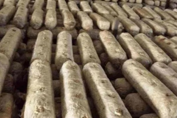 食用菌菌丝萎缩的原因及防治方法，可能是高温烧菌所致