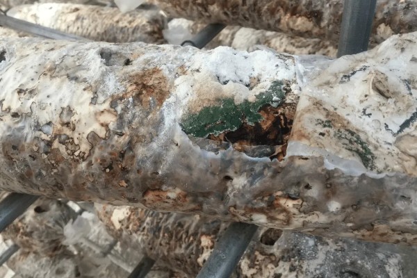 食用菌菌丝萎缩的原因及防治方法，可能是高温烧菌所致