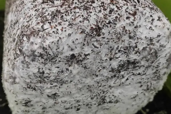 食用菌菌丝萎缩的原因及防治方法，可能是高温烧菌所致