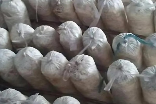 食用菌菌丝萎缩的原因及防治方法，可能是高温烧菌所致