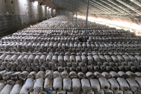 食用菌菌丝萎缩的原因及防治方法，可能是高温烧菌所致