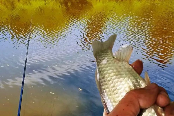 钓鱼怎么绑子线，常用的方法就是用八字环来绑