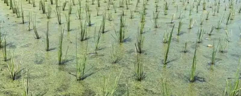 马蹄的种植技术，应和其他作物轮作2-3年