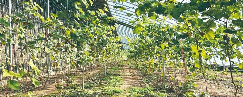 葡萄为什么发芽慢，可能是缺光、缺水、温度过低所致