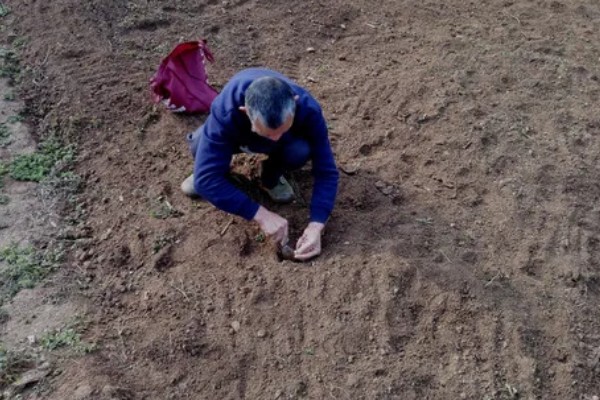 枣核可以种出枣树吗，枣核能种出枣树