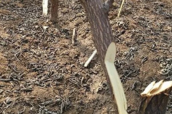 枣核可以种出枣树吗，枣核能种出枣树