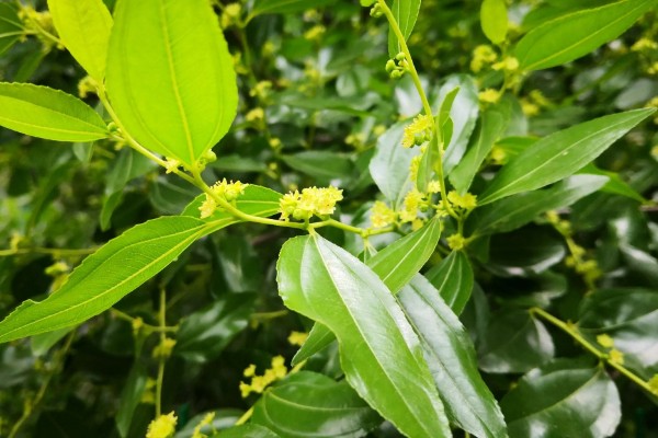 枣核可以种出枣树吗，枣核能种出枣树