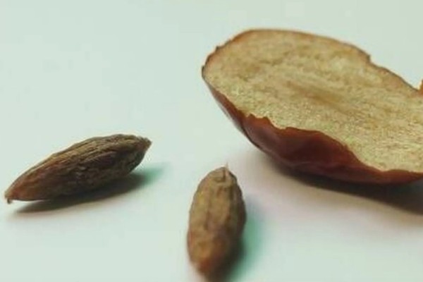 枣核可以种出枣树吗，枣核能种出枣树