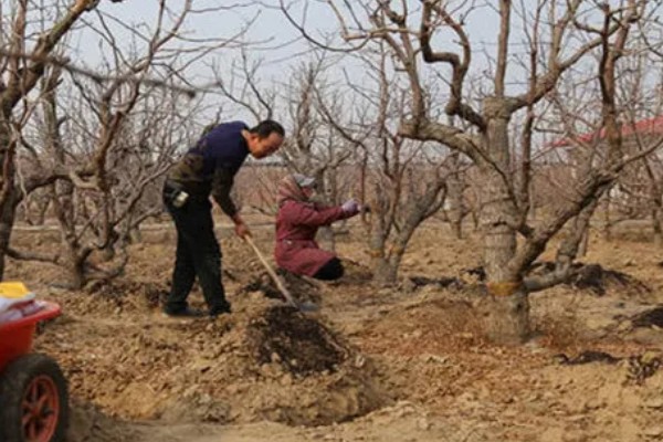 枣核可以种出枣树吗，枣核能种出枣树