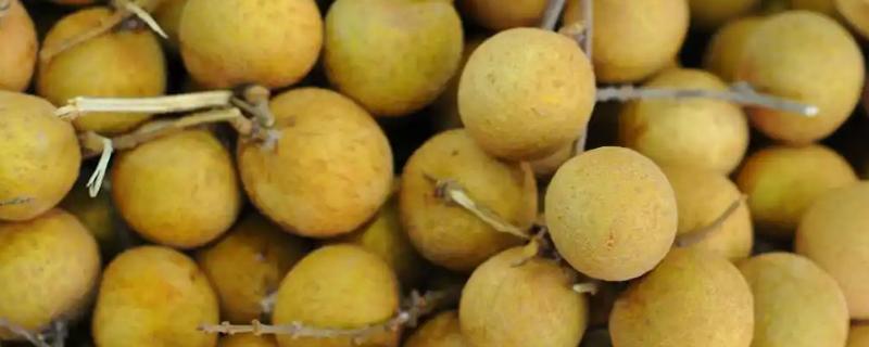 桂圆是不是龙眼，二者是同一种果实
