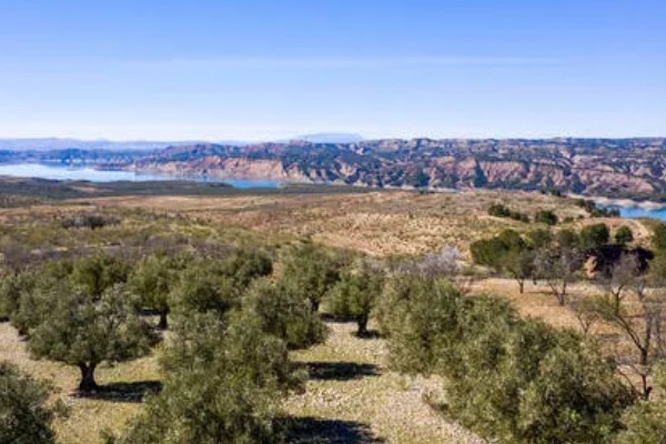 地中海型农业的区位优势，当地的地势低平且土壤肥沃