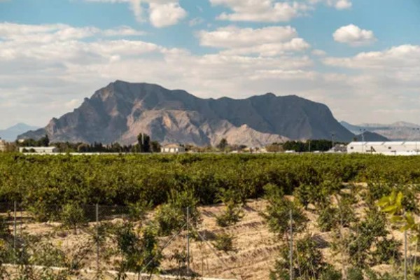 地中海型农业的区位优势，当地的地势低平且土壤肥沃