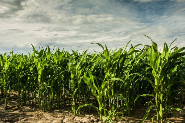 地中海型农业的区位优势，当地的地势低平且土壤肥沃