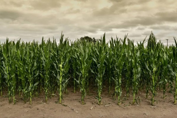 地中海型农业的区位优势，当地的地势低平且土壤肥沃