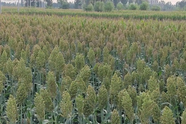 地中海型农业的区位优势，当地的地势低平且土壤肥沃