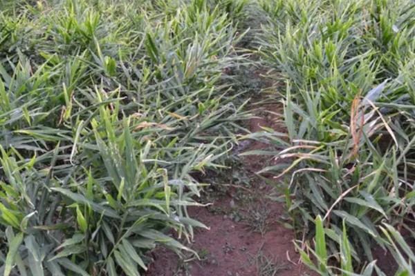 9月份南方可以种生姜吗，可以种生姜