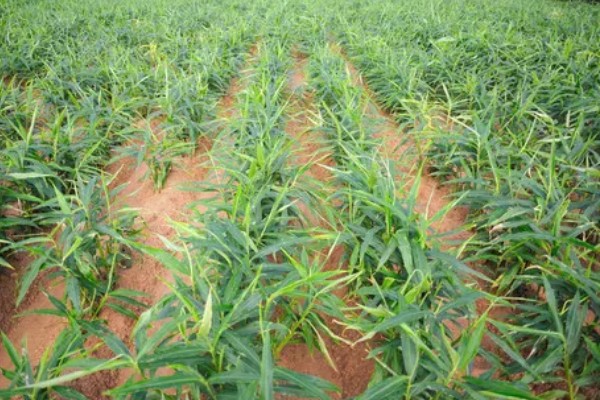 9月份南方可以种生姜吗，可以种生姜