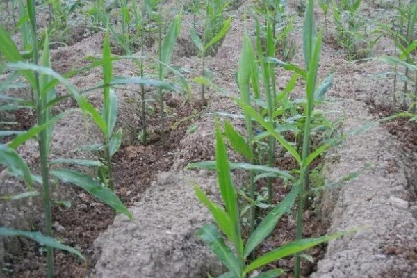 9月份南方可以种生姜吗，可以种生姜