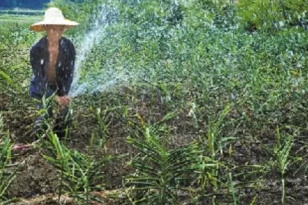 9月份南方可以种生姜吗，可以种生姜