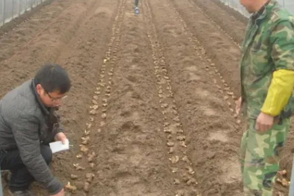 9月份南方可以种生姜吗，可以种生姜