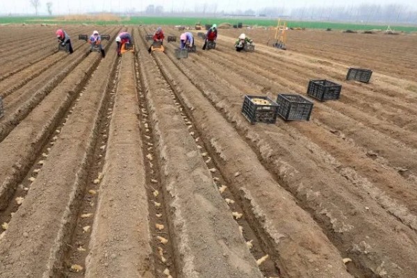 9月份南方可以种生姜吗，可以种生姜