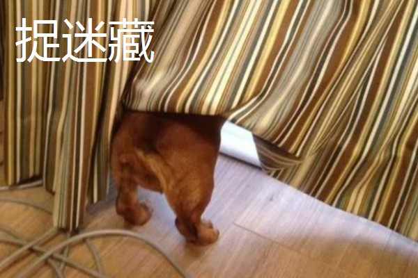 主人和狗狗可以玩哪些游戏，抛物游戏、捉迷藏都很合适