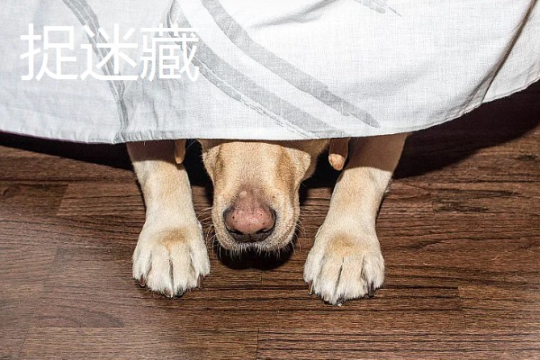 主人和狗狗可以玩哪些游戏，抛物游戏、捉迷藏都很合适