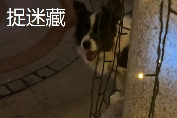 主人和狗狗可以玩哪些游戏，抛物游戏、捉迷藏都很合适