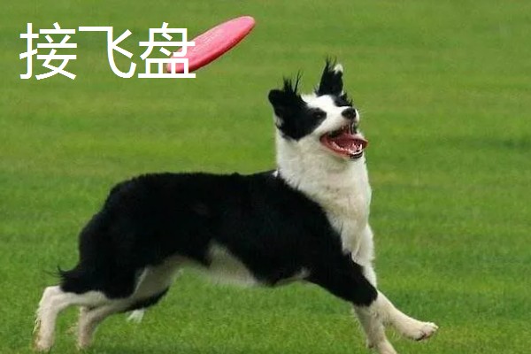 主人和狗狗可以玩哪些游戏，抛物游戏、捉迷藏都很合适