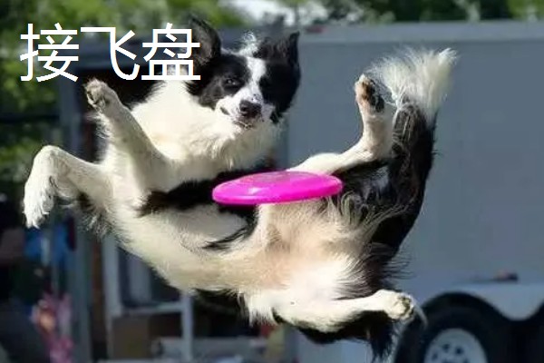 主人和狗狗可以玩哪些游戏，抛物游戏、捉迷藏都很合适