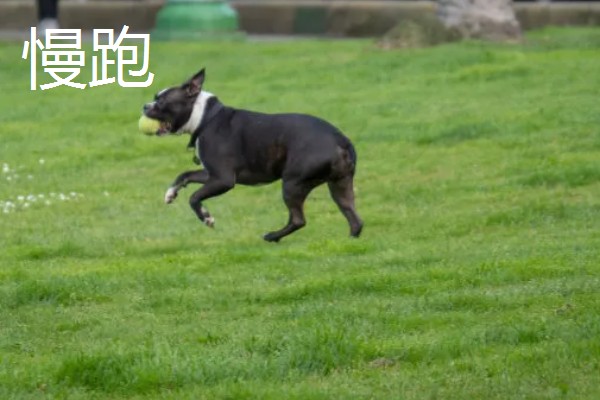 主人和狗狗可以玩哪些游戏，抛物游戏、捉迷藏都很合适