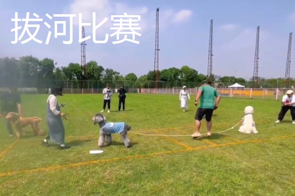 主人和狗狗可以玩哪些游戏，抛物游戏、捉迷藏都很合适